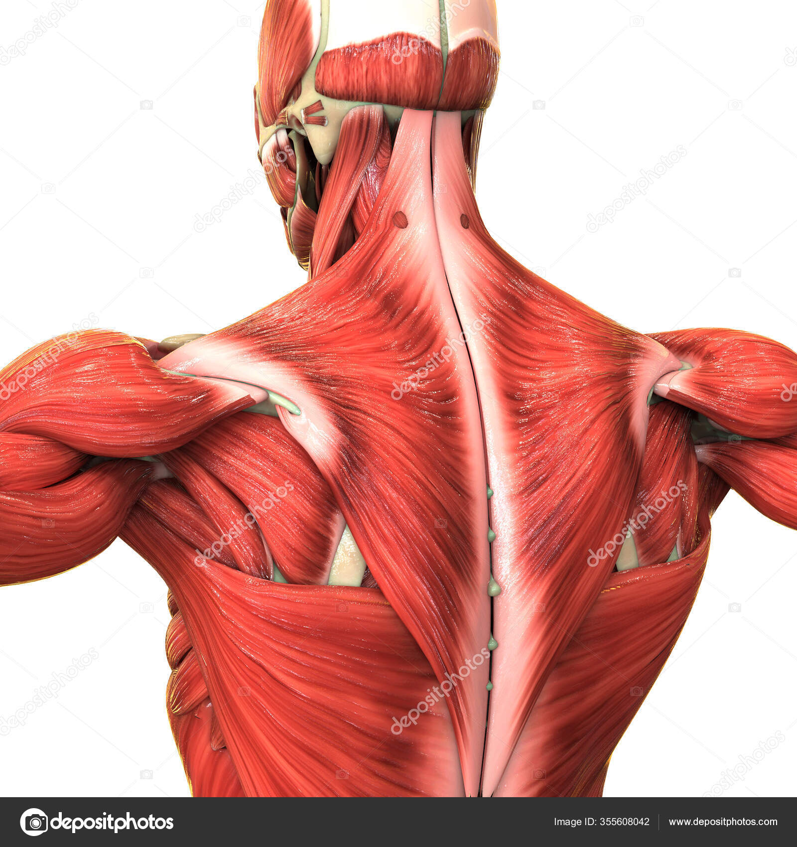 Muscle de dos