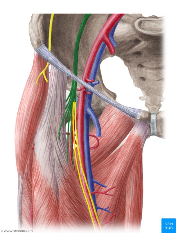 Ligament inguinal structure