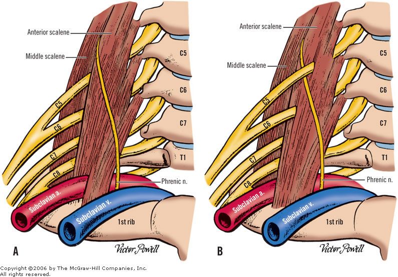 Muscle scalene et nerfs