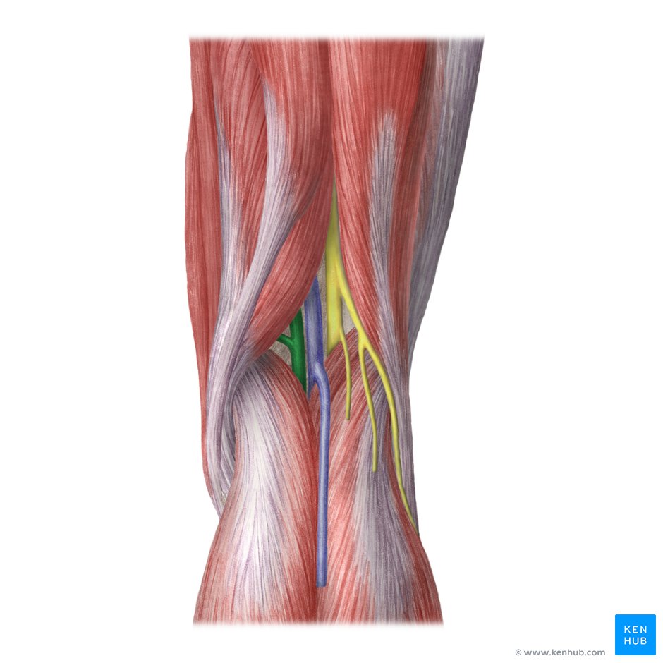 Structure derrière le genou poplité 