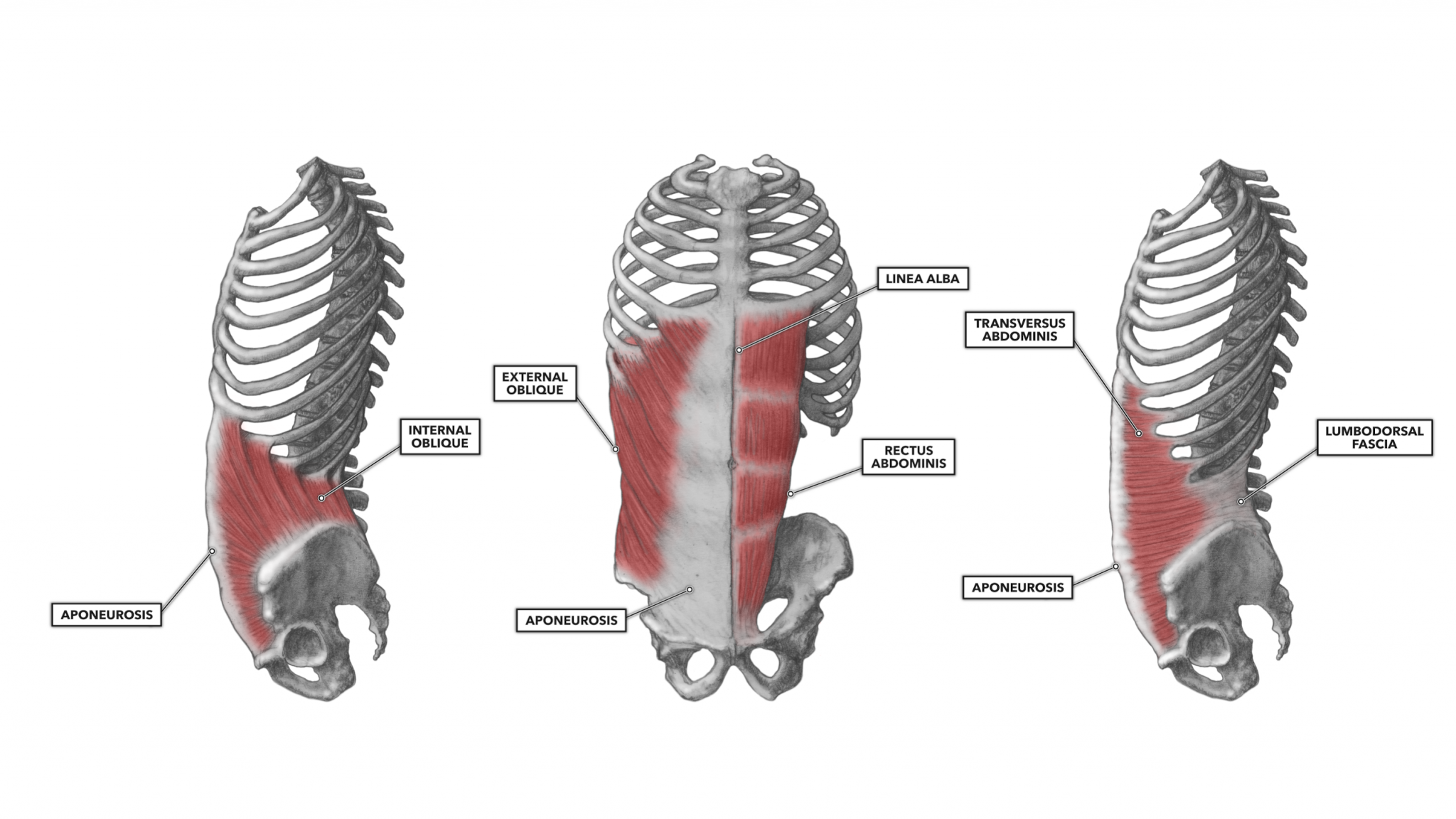 Abdominaux